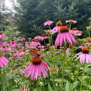 Meet your Posher, Cada